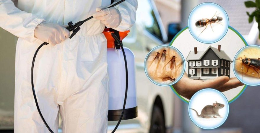 Bandırma Böcek İlaçlama