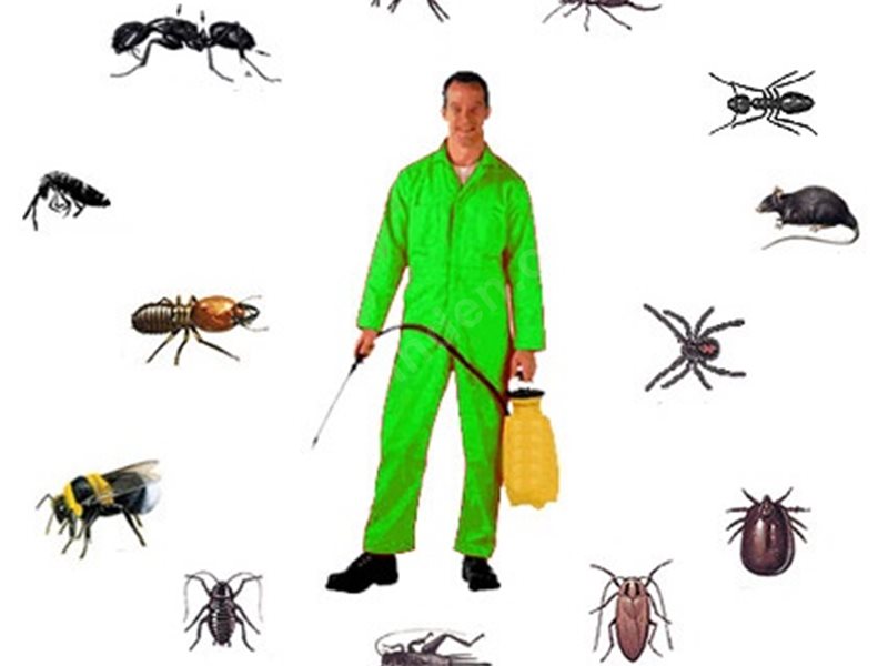 Bandırma Böcek İlaçlama